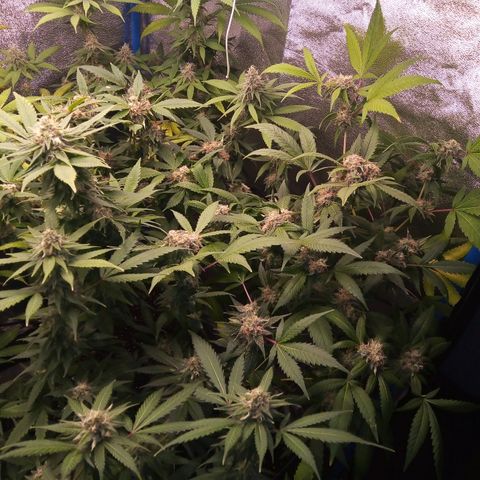 Blueberry 3 growlog photo: Post riego con pk-10