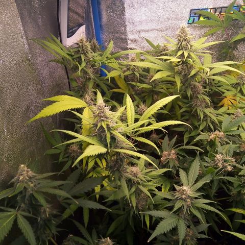 Blueberry 3 growlog photo: Post riego con pk-10