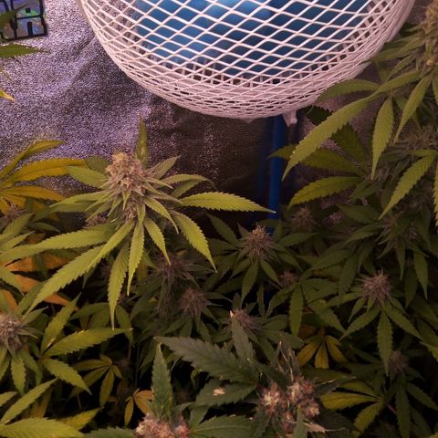 Blueberry 3 growlog photo: Post riego con pk-10