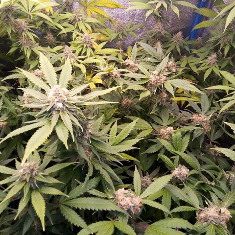 Blueberry 3 growlog photo: Post riego con pk-10