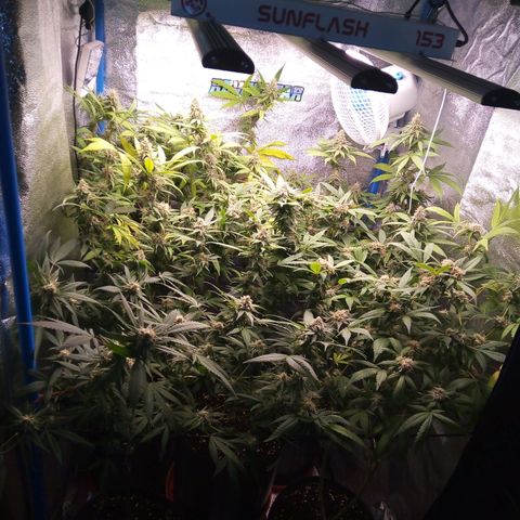 Blueberry 3 growlog photo: Post riego con pk-10