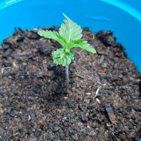 PLUTO growlog photo: Ya la considero plantula