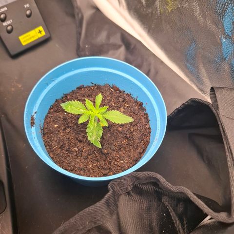 PLUTO growlog timeline photo