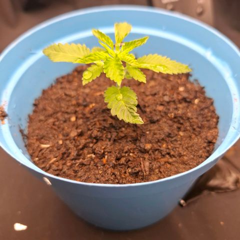 PLUTO growlog timeline photo