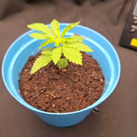 PLUTO growlog timeline photo
