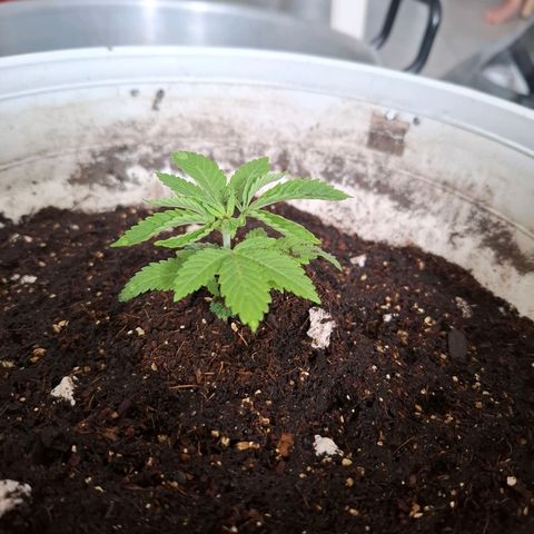 PLUTO growlog timeline photo