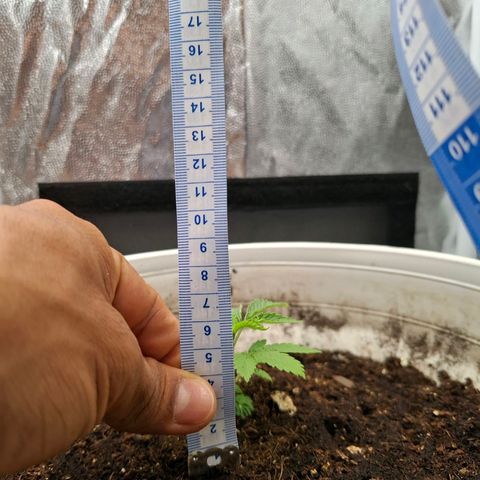 PLUTO growlog photo: 6 cm al dia de hoy