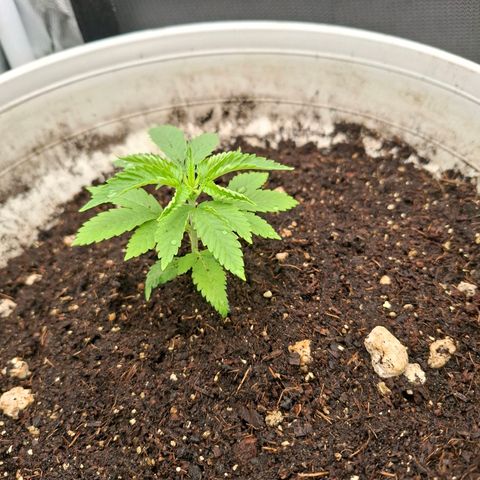 PLUTO growlog timeline photo