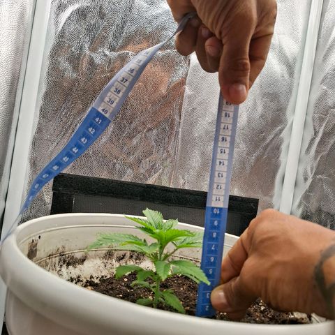 PLUTO growlog timeline photo