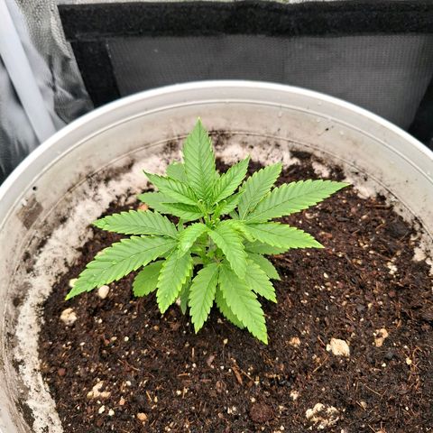 PLUTO growlog timeline photo