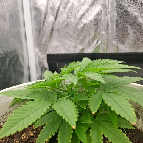 PLUTO growlog timeline photo
