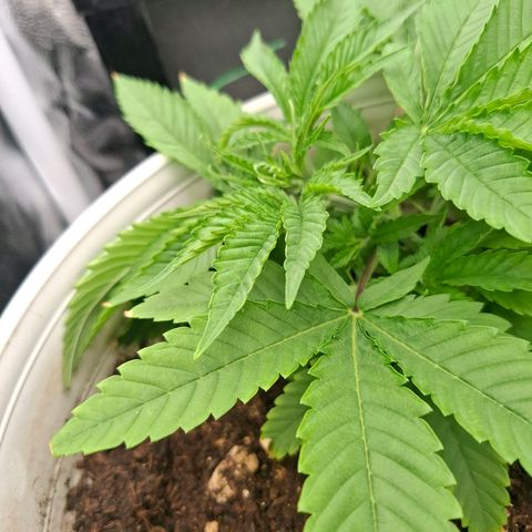 PLUTO growlog timeline photo