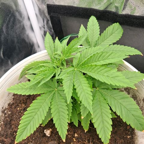 PLUTO growlog timeline photo