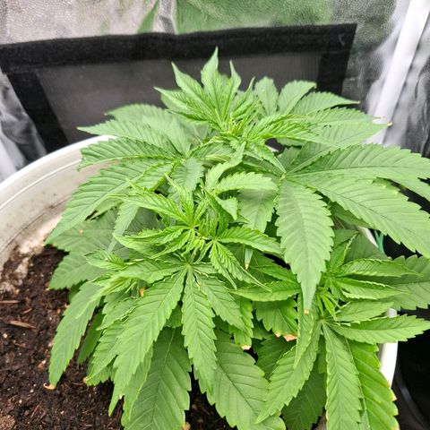 PLUTO growlog timeline photo