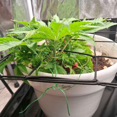 PLUTO growlog timeline photo