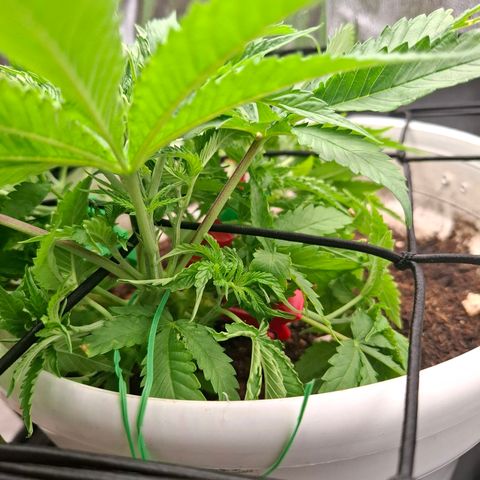 PLUTO growlog timeline photo