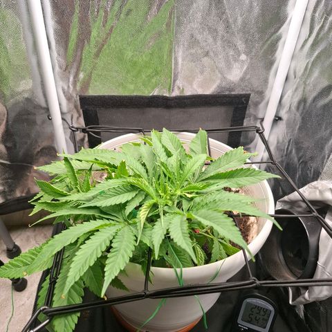 PLUTO growlog timeline photo