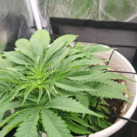 PLUTO growlog timeline photo