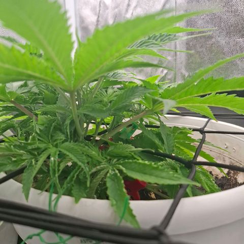 PLUTO growlog timeline photo