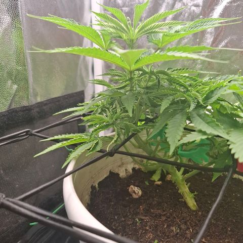 PLUTO growlog timeline photo