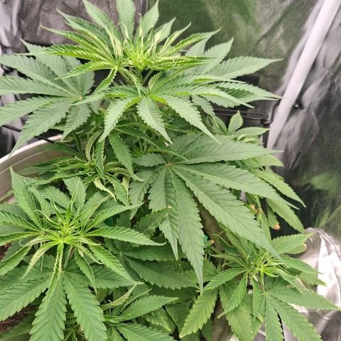 PLUTO growlog timeline photo