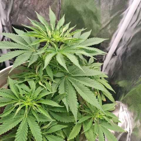 PLUTO growlog timeline photo