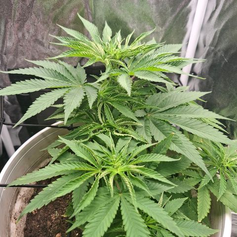 PLUTO growlog timeline photo