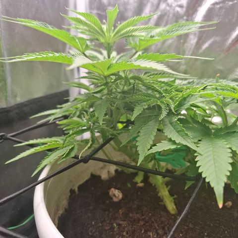PLUTO growlog timeline photo