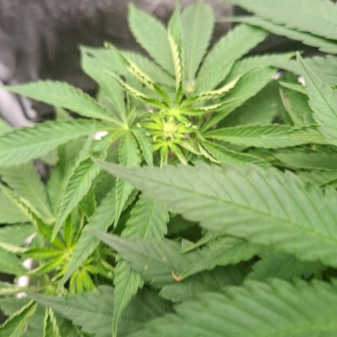 PLUTO growlog timeline photo