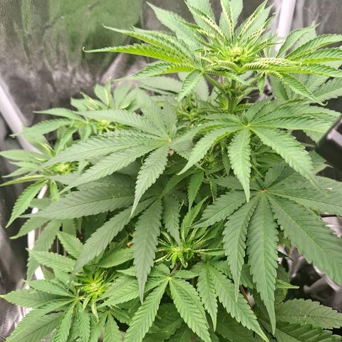 PLUTO growlog timeline photo