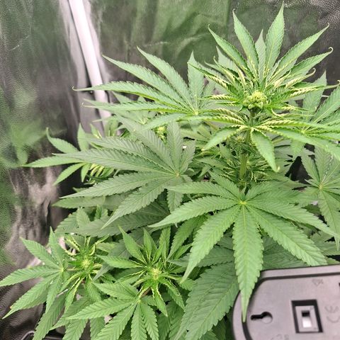 PLUTO growlog timeline photo