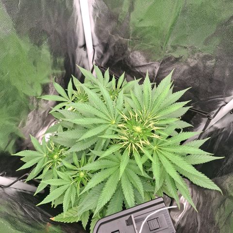 PLUTO growlog timeline photo