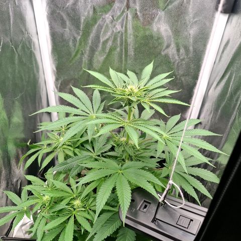 PLUTO growlog timeline photo