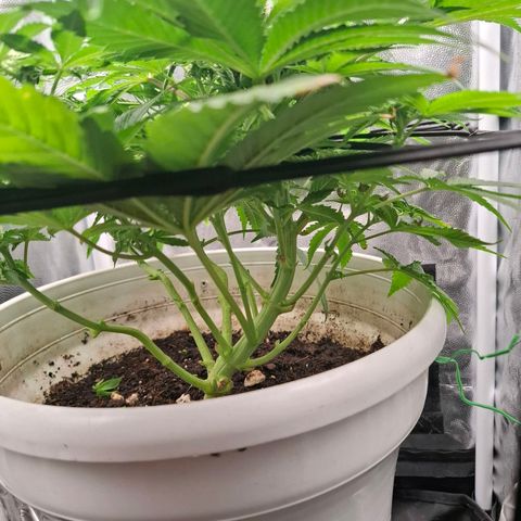PLUTO growlog timeline photo