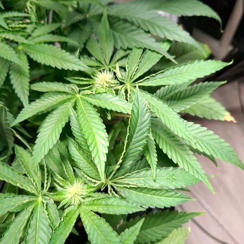 PLUTO growlog timeline photo