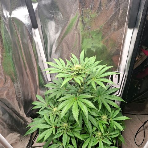 PLUTO growlog timeline photo