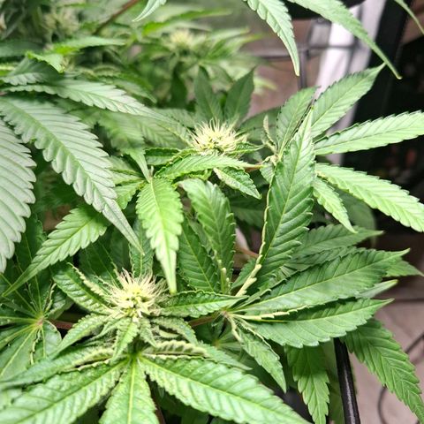 PLUTO growlog timeline photo