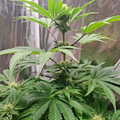 PLUTO growlog timeline photo