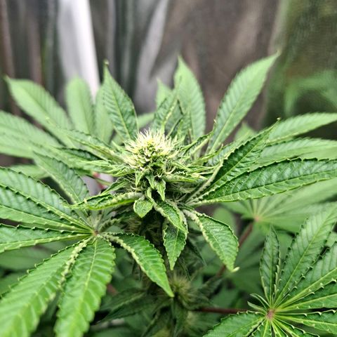 PLUTO growlog timeline photo