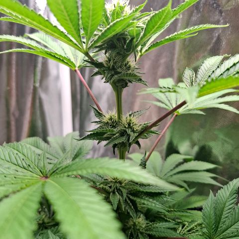 PLUTO growlog timeline photo
