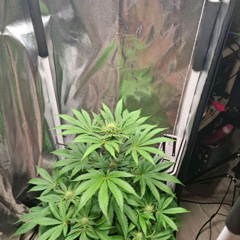 PLUTO growlog timeline photo
