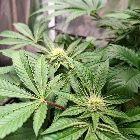 PLUTO growlog timeline photo
