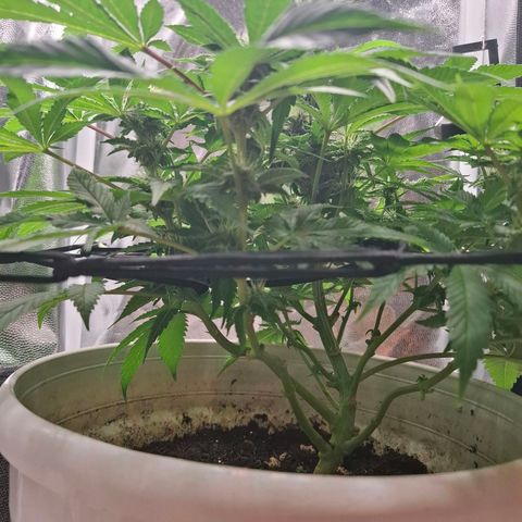 PLUTO growlog timeline photo