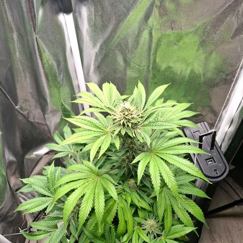 PLUTO growlog timeline photo