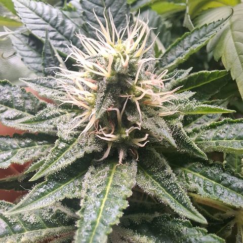 PLUTO growlog timeline photo