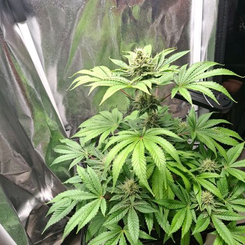 PLUTO growlog timeline photo