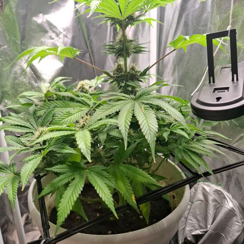 PLUTO growlog timeline photo