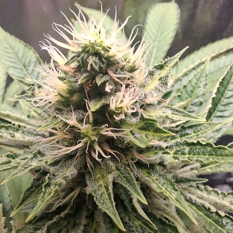 PLUTO growlog timeline photo