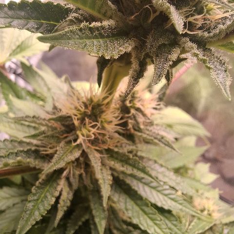 PLUTO growlog timeline photo