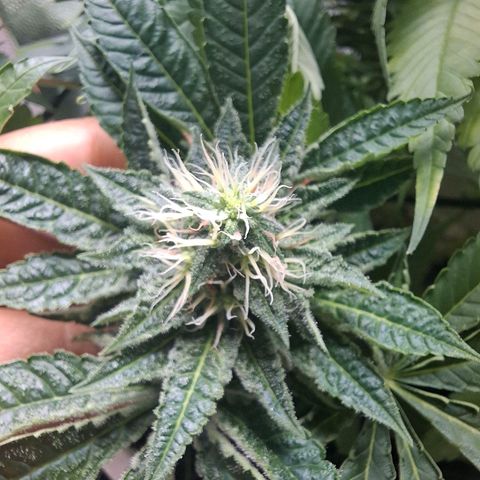 PLUTO growlog timeline photo